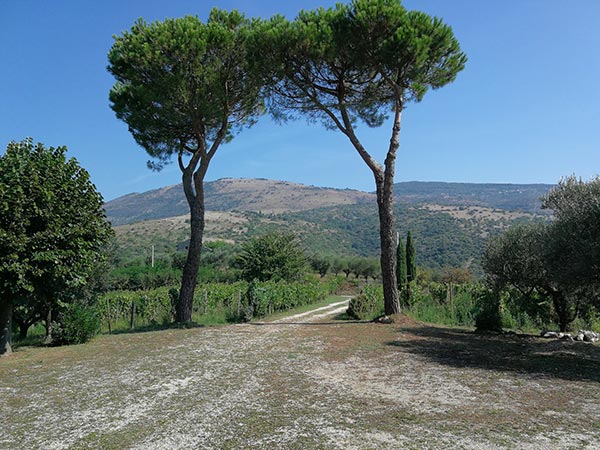 Colacicchi Anagni