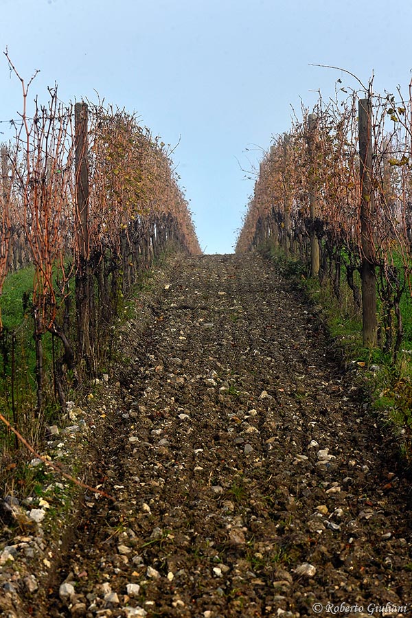 Castelgiocondo: filare di vite