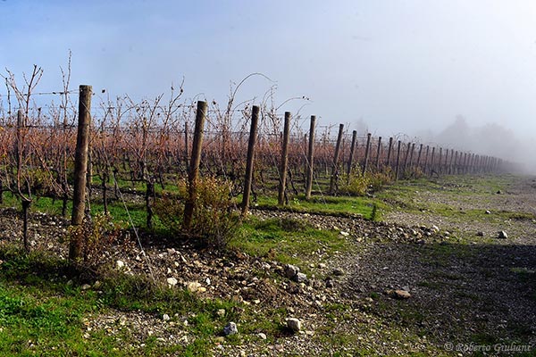 Castelgiocondo: vigneto