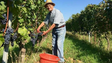 Renato Boveri in vigna