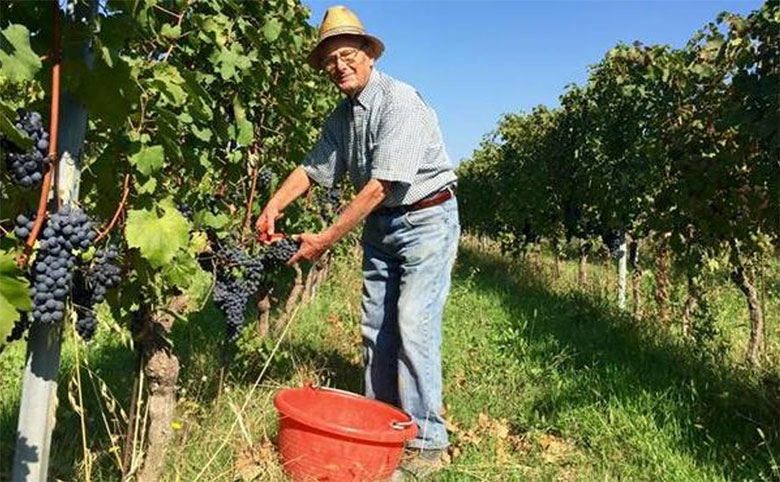 Renato Boveri in vigna