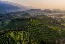 La Tordera territorio vitato