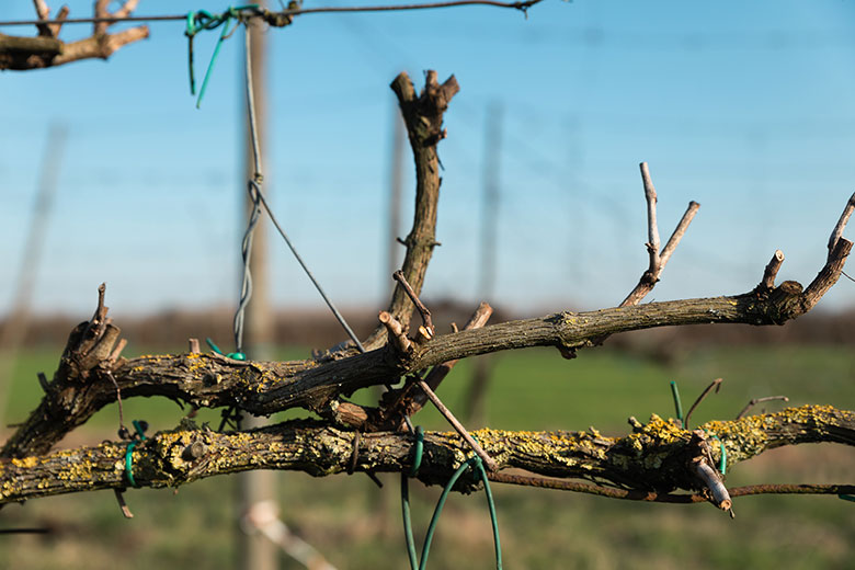 Vigna di Sorbara